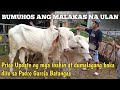 Mga Malalahing Bakang dumalaga at inahin Padre Garcia Batangas...