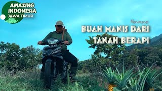 Nanas Kelud, Nanas Manis Dari Tanah Berapi 🔥 | Amazing Indonesia Jawa Timur