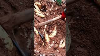 The process of digging winter bamboo shoots