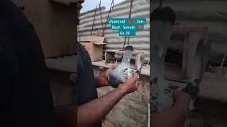 #karnataka #india  #shahapur # Diamond Red Line female #viral #racing  #pigeon