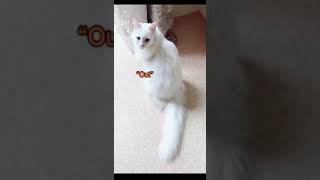 Funny cat | cute cats and dogs reaction animals doing funny things #funnycats #shorts #cats #390