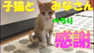 【猫と感謝】『ねこのはなまる』にプレゼント！？チャンネル登録100人突破記念！