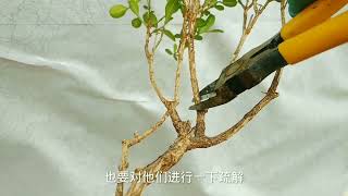 挑战一棵黄杨绿化苗，修剪难度很大，最后的造型您觉得如何？