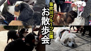 【ラム＆ピコ】笛吹川フルーツ公園でお散歩会