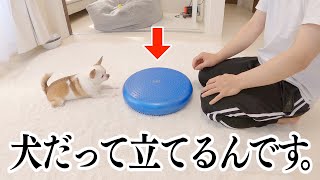 犬にバランスボールやらせてみたら飼い主より上手だったw