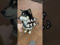 【柴犬】指を舐めてくれる黒柴💕 shiba 柴犬 黒柴