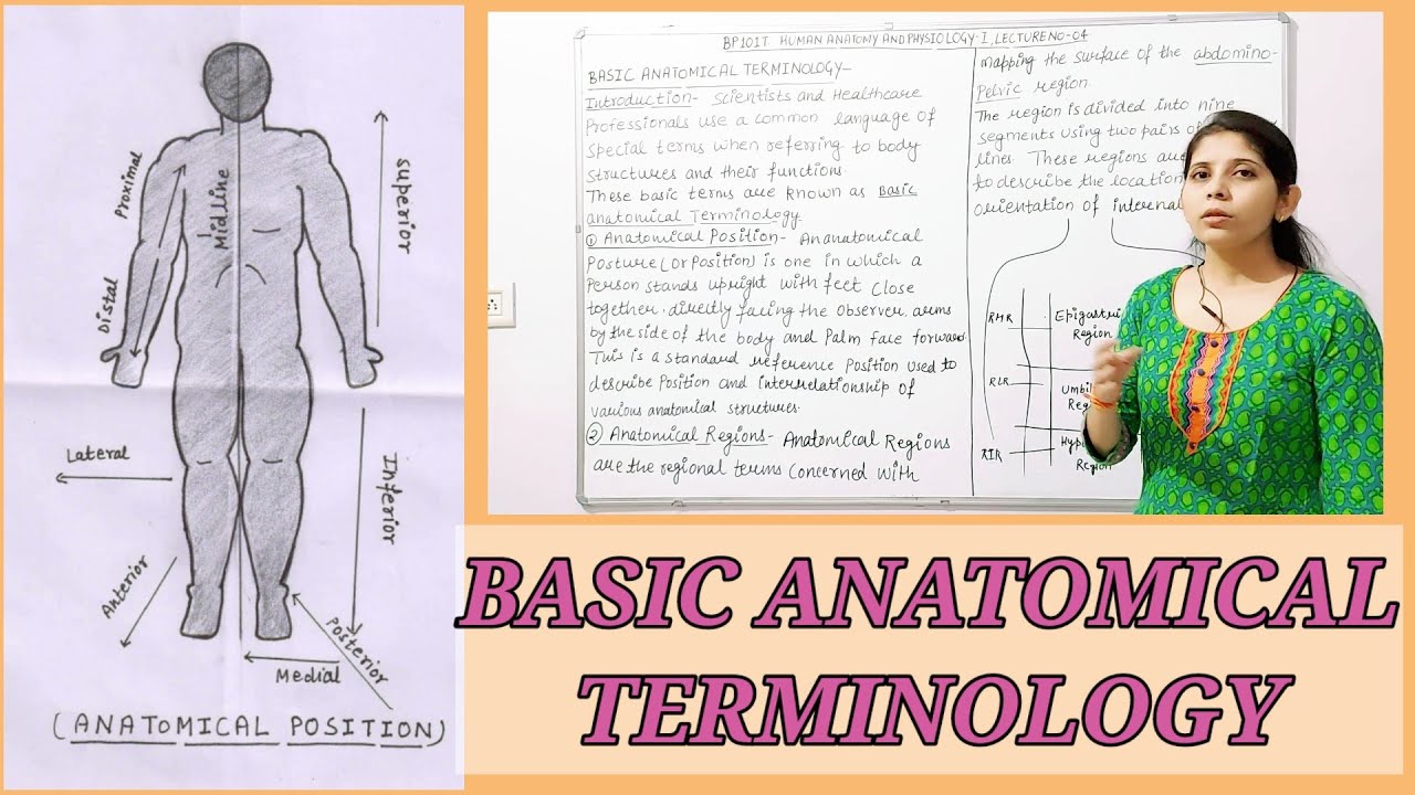 BASIC ANATOMICAL TERMINOLOGY II HAP-I , UNIT-1, B. PHARMA 1ST SEMESTER ...