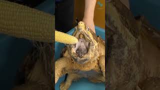 The alligator snapping turtle