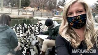 Penguin Training Experience at the Maryland Zoo