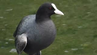 野川でオオバンに出会った。Eurasian Coot