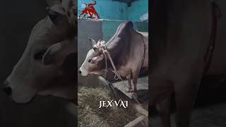 শেষ বেলা ও উড়াল শিকারী 1 #bull #sylhetifighterbulls #sylhetisharerlorai #unfrezzmyaccount #bisal