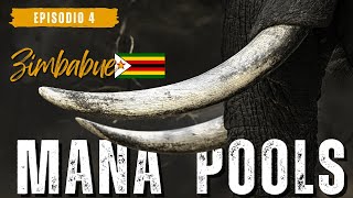 VLOG EP.4 | Safari en Mana Pools: Leones, Elefantes y Perros Salvajes | 4.000 km por África