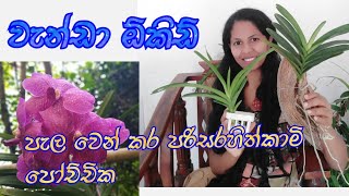 #sandagardenpathsl වැන්ඩා පැල mother plant එකෙන් පැල වෙන් කර සිටවා ගන්න ක්‍රම 2ක් #ඕකිඩ්_වගාව