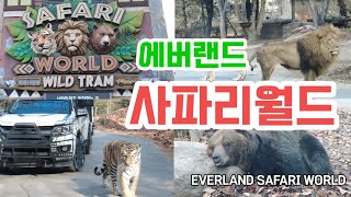 ❤에버랜드 사파리월드💕호랑이🐯, 백호, 사자🦁, 하이에나, 곰🐻 💕EVERLAND SAFARI WORLD❤