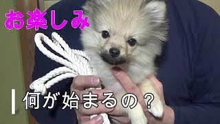 ポン太に手作りプレゼント！　ポメチワミックス子犬