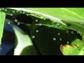 Breeding Gouramis 2nd Time with Closeup of Eggs and Fry