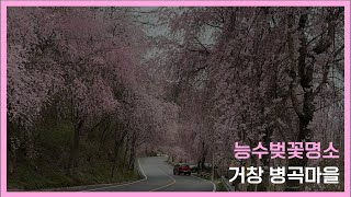 [영상기자단] 북상면 능수벚꽃 길_이창준