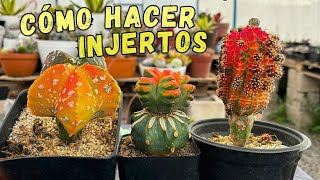 COMO hacer un INJERTO DE CACTUS FÁCIL Y RÁPIDO