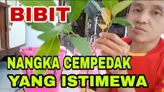 Bibit Nangka Cempedak Yang Istimewa