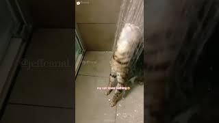 #shortvideo #funny #petschannel #funnyanimal #cat #mycatchannel #funnycat #pets