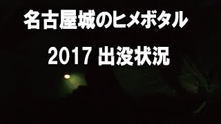 名古屋城のヒメボタル2017　出没状況