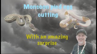 Monsoon Pied Egg Cutting with an AMAZING Surprise