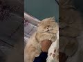 lion cat