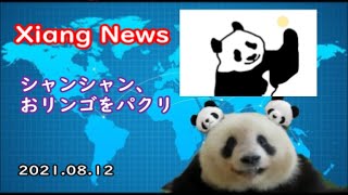 【Xiang News】 シャンシャン、おリンゴをパクリ＆ニンジンを食べたご褒美をもらったよ　2021.08.12