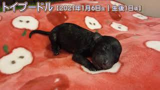 滋賀県｜トイプードル子犬｜2021.1.6生（生後1日目）②｜ブリンドル｜男の子｜ペットショップHUG