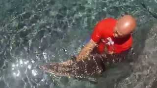 Arizona's Alligator Whisperer
