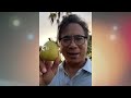 these 5 fruits kill cancer and burn fat ‎️‍🔥 dr. william li