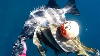 夏の海でウマズラ＆石鯛狩り　関西お魚突き６８ spearfishing(polespear)