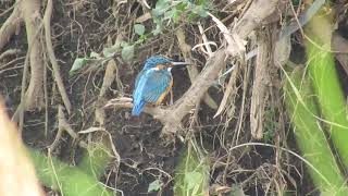 カワセミ・見沼自然公園・2022年3月21日撮影