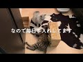 猫の身だしなみ　日課のロングヘアーの手入れ　　サバンナキャット ラグドールノルウェージャン