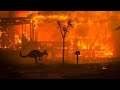 Australia bush fire is to bad for humans and animals #australiabushfire #charity