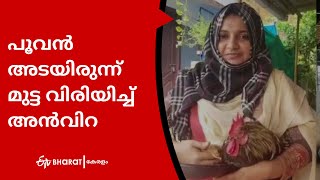 പൂവൻ അടയിരുന്ന് മുട്ട വിരിയിച്ച് അന്‍വിറ |Cock hatched three chickens |ETV Bharat Kerala