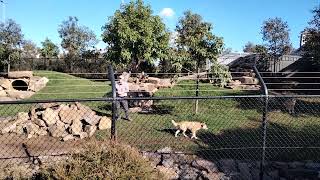 🇦🇺 Learn about Dingo's @ Sydney Zoo