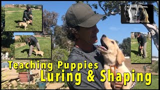 HELP Your PUPPY with OBEDIENCE by Using Luring and Shaping Movements SIMPLE TRAINING