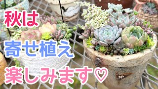 【vlog419】【多肉植物】秋の寄せ植え作ります🪴購入苗と増やした苗を組み合わせて🍀