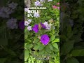 【sd動画】2024年7月30日 夏の花が咲いています。 flowers garden 癒し 自然 naturelovers 薔薇は美しく散る ばらの花 rosegarde