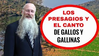 Los Presagios y el Canto de Gallos y Gallinas