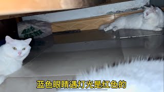 养猫几年了想知道它们睌上干嘛 ，半夜偷偷起床看看猫猫干些什么