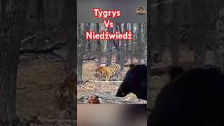 Kto rządzi w tajdze: niedźwiedź czy tygrys? 🐻🐅 Czy ukrycie zdobyczy wystarczy, by ją ochronić?