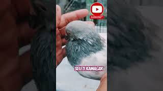 🔥Seleti Kamagar🔥 #d5_HighFlying #pigeonlover #youtubeshorts #youtubers #kabutarbazi #kabutarstatus