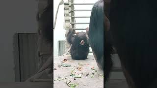 廿日👀②チンパンジー・モコイチくん・モコちゃん♥Chimpanzee・・・沖縄こどもの国・Okinawa Zoo \u0026 Museum(20220120)