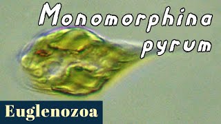 Monomorphina pyrum (Euglenozoa)