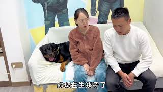 母老虎生完宝宝回来，一坨变脸变得也太快了#一坨 #pets #罗威纳 #罗威纳护卫犬 #rottweiler #rottweilerpuppy #向威和一坨#funny #搞笑