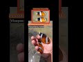 yellowtail clownfish or bantay botbot scientific name clarks anemonefish shortvideos seacreatures