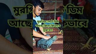 মুরগি কতদিন পর ডিম🥚পারবে তা বোঝার উপায় || #birdsagro #chicken #farming #shortsfeed #2024