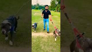 #Short Super Pitbull | Most Famous Pitbull dogs TikTok Compilation video 2021| Dog's Universe